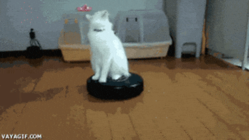 Cats Riding Roomba GIFs - Get the best GIF on GIPHY