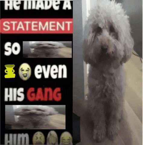 Dog Statement GIF