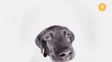 Dog Puppy GIF by CuriosityStream