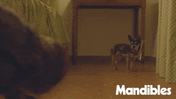 French Dog GIF by Magnolia Pictures