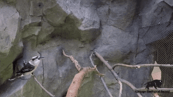 Whats Up Jump GIF by Brookfield Zoo