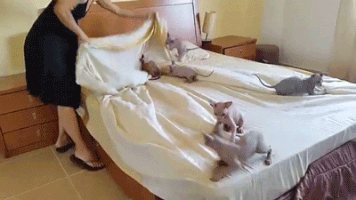 kitties kitty makes the bed GIF