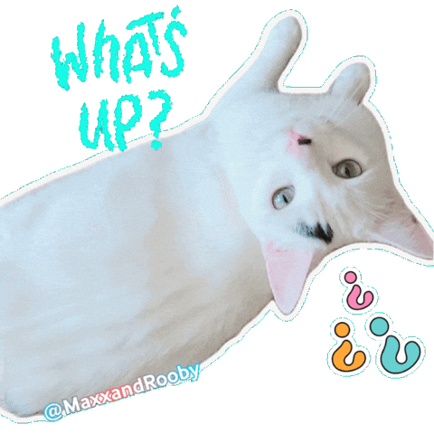 Whats Up Cat Sticker