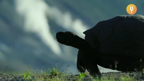 Turtle Sneaking Out GIF by CuriosityStream