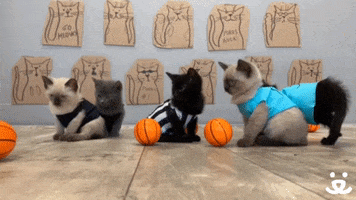 March Madness Reaction GIF by Best Friends Animal Society