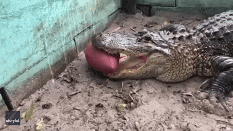 Alligators meme gif
