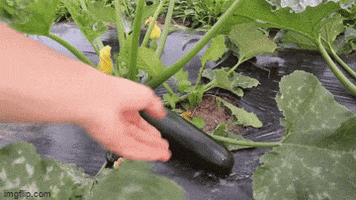 Grown Best Gardening Via Youtube GIF
