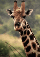 200.gif?cid=f0bdee70d0pqfnqb69fp5g6szfnqeuysgqxppitch927i9kd&rid=200.gif&ct=g