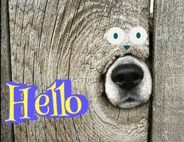 Hello GIF