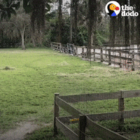 Funny-farm-animals GIFs - Get the best GIF on GIPHY