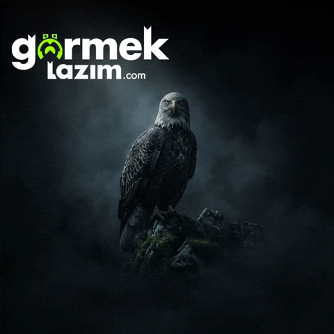 Eagle GIF by diar fabric