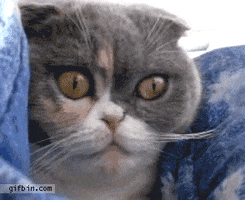 Cats Shocked GIFs - Find & Share on GIPHY