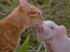 the adventures of milo and otis cat GIF