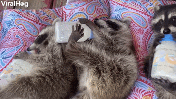 Baby Raccoons Hold Their Own Bottles GIF by ViralHog