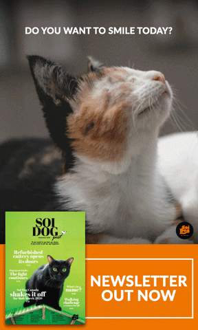 Soi Dog Foundation GIF