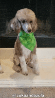 Avatar The Last Airbender Dog GIF by Geekster Pets