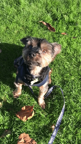 Cooper Yorkie GIF by Shelly Saves the Day
