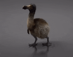 Dodo Birdie GIF by Extreme Improv