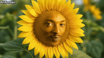 Sonflower GIF