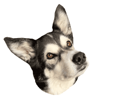 Animated Sticker
