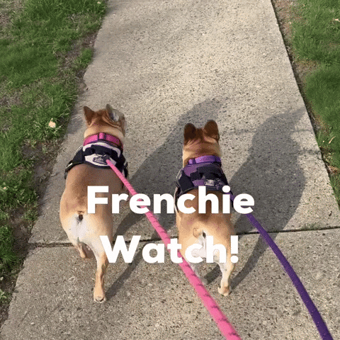 Dogs Love GIF