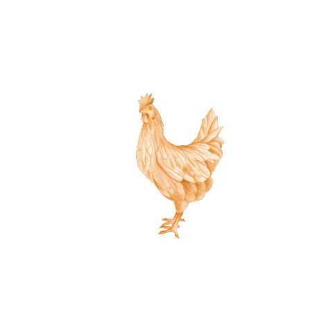 Chicken Sticker by Shaman Coffee