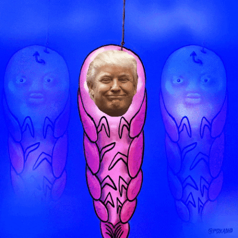 Trump Shrimp GIF by MOODMAN