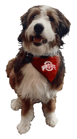 Ohio State Dogs Sticker by BCV Social