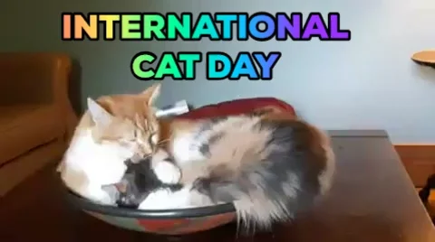 Licking International Cat Day GIF