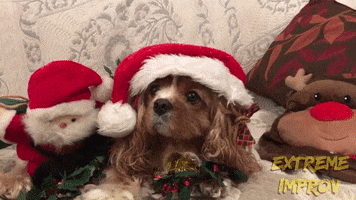 Merry Christmas Dog GIF by Extreme Improv