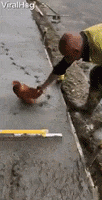 Chicken Concrete GIF by ViralHog
