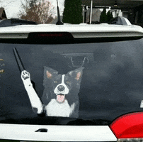 Border Collie Paw GIF by WiperTags Wiper Covers