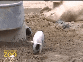 Baby Running GIF by Brookfield Zoo