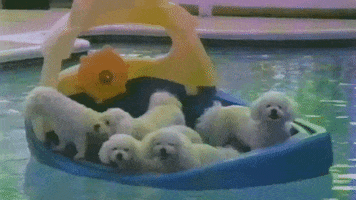 megscanlon #puppies #dogs #swimming #pool #summer GIF