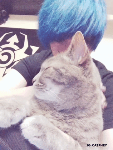 Cat GIF