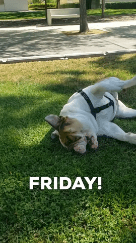 happy friday bulldog meme