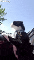 Cat Driving GIF by ViralHog