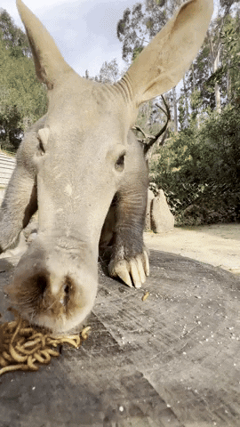 Smell Sniffing GIF by San Diego Zoo Wildlife Alliance