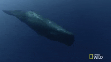 Sperm Whale GIF by Nat Geo Wild