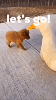 200.gif?cid=fc005b088521e3c4a68530fe92d67e26d204512a7d59f1eb&rid=200.gif&ct=g