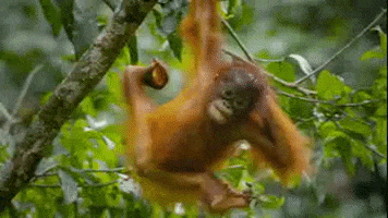 Baby Wildlife GIF by PBS