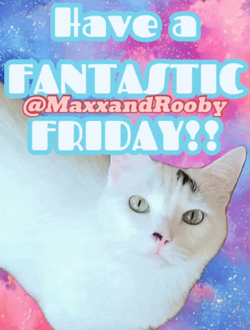 Have A White Cat GIF