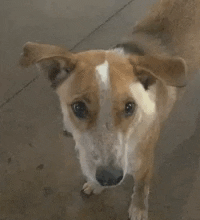 Cattle Dog Swing And A Miss GIF by Serendipit