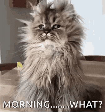 good morning