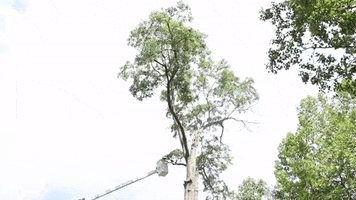 Tree Trimming Bucket Truck GIF by JC Property Professionals