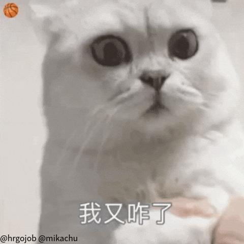 Cute Cat GIF