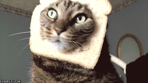 Cat Bread GIF - Find & Share on GIPHY