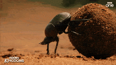 Image result for dung beetle gif