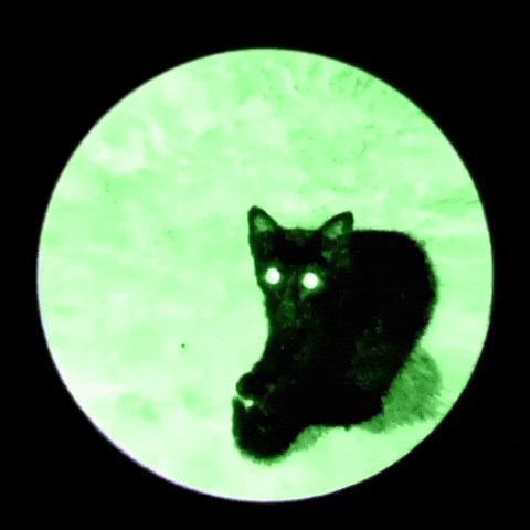 Cat GIF