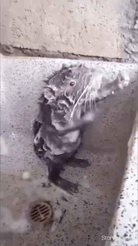 Krisa GIF